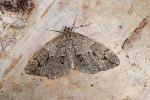 Réf. 242 216 : Thera juniperata